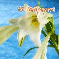 Lily HD 4K Wallpapers icon