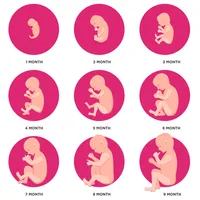 Pregnancy Week by Week icon