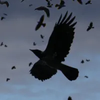 LCD The Birds Come Back icon