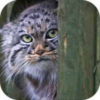 Pallas Cat. Animal Wallpaper icon