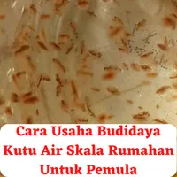 Cara Usaha Budidaya Kutu Air icon
