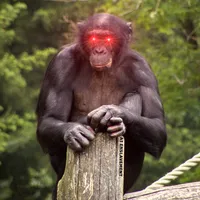 Bonobo Sounds icon