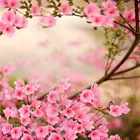 Spring Flowers Live Wallpaper icon