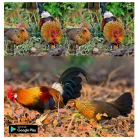 suara pemikat ayam hutan icon