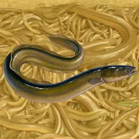 Cara Budidaya Belut icon