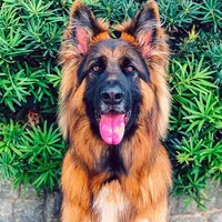 German Shepherd Wallpapers icon