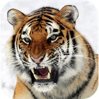 Tiger Wallpapers icon