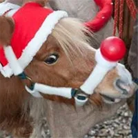 Weihnachtsmarkt Steprath icon