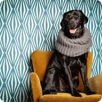 Hundezentrum Brinkmann icon