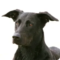 Hunde Community polar-chat.de icon
