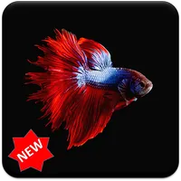 Betta Fish Wallpaper icon