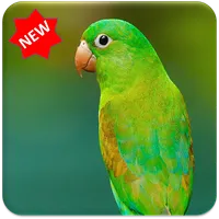 Bird wallpaper icon