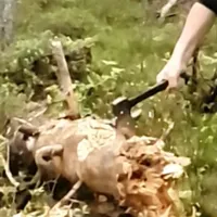 Teemu's WoodChoppingSimulator2 icon