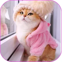 Cats wallpapers icon