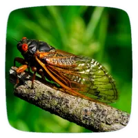 Cicada Ringtones icon