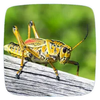 Cricket Ringtones icon