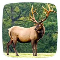 Elk Ringtones icon