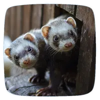 Ferret Ringtones icon