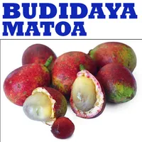 Complete Matoa Fruit Cultivati icon