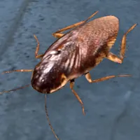 Cockroach Real Simulator icon