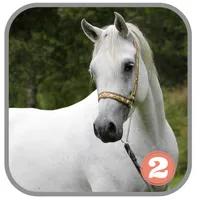 خلفيات خيول icon
