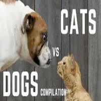 Funny Cat & Dog videos icon