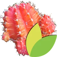 Au Cactus icon