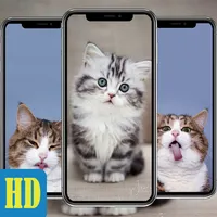 Cute Cat Wallpaper HD Offline icon