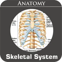 Skeletal System icon