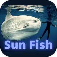 Sunfish icon