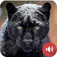 Black Panther Sounds icon