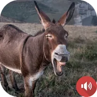 Donkey Sounds icon