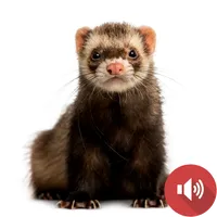 Ferret Sounds icon