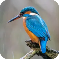 Kingfisher Sounds icon