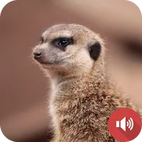 Mongoose Sounds icon