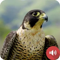 Peregrine Falcon Sounds icon