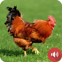 Red Junglefowl Sounds icon