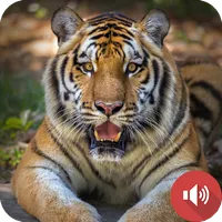 Tiger Sounds icon