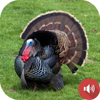 Turkey Sounds icon