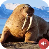 Walrus Sounds icon