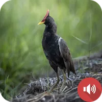 Watercock Sounds icon