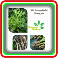 ginseng cultivation in pots icon