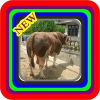 steps to fatten cows icon
