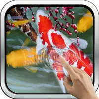 Interactive Koi Fish 3D icon