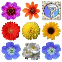 Memory Games Picture Matching  icon