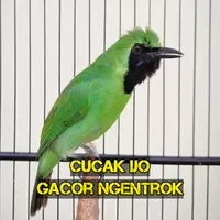 Cucak Ijo Gacor Ngentrok icon