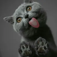 Wallpapers Cat (2) 4k 2023 icon