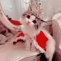 ‎2021 ‏cat خلفيات ‏ icon