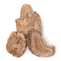 القسط الهندى Saussurea costus icon