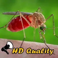 Mosquito Sounds icon